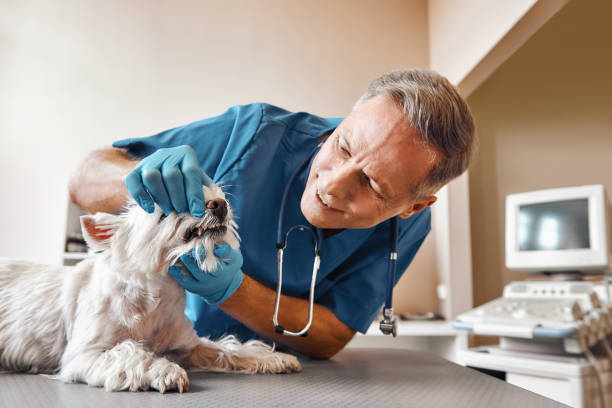 Best Weekend Emergency Dentist in Canal Fulton, OH